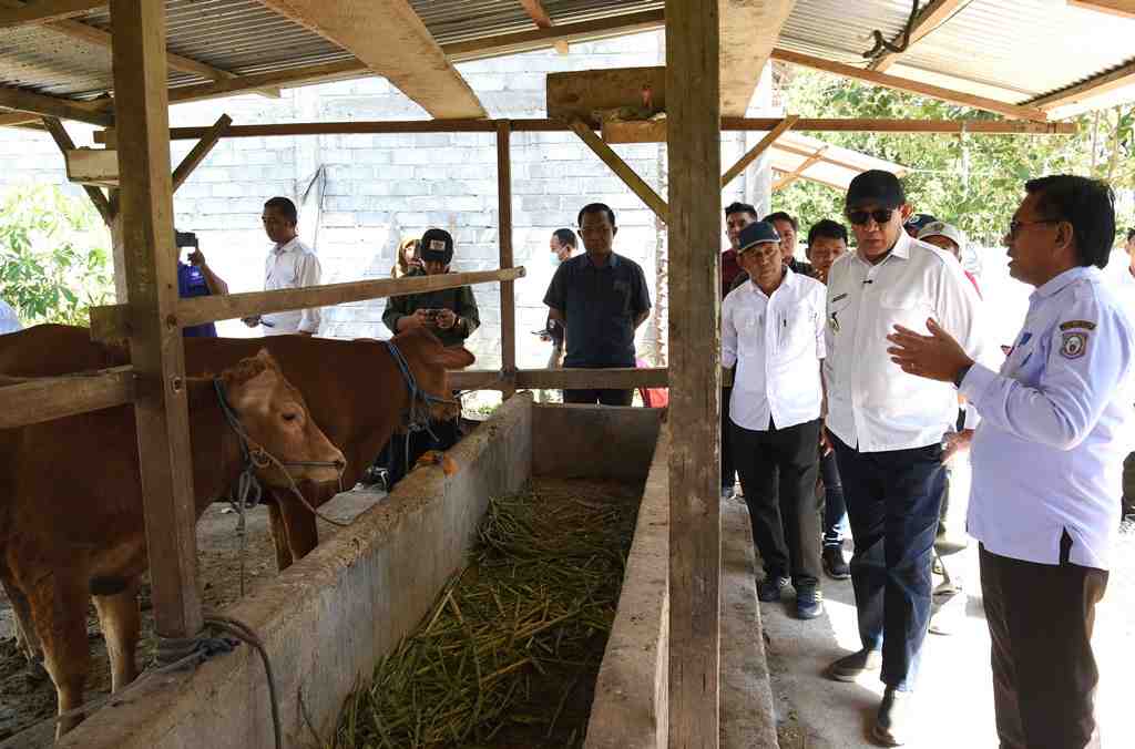 PROGRAM INSEMINASI BUATAN