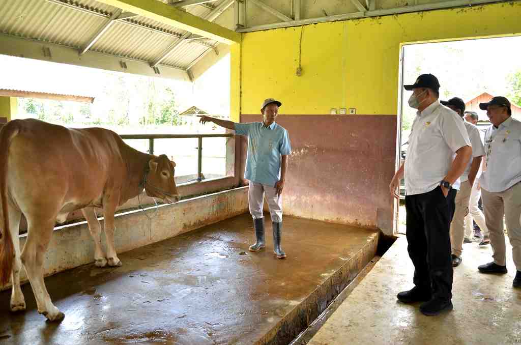 PROGRAM INSEMINASI BUATAN