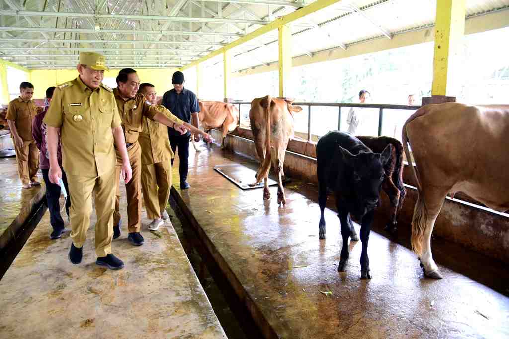 PROGRAM INSEMINASI BUATAN
