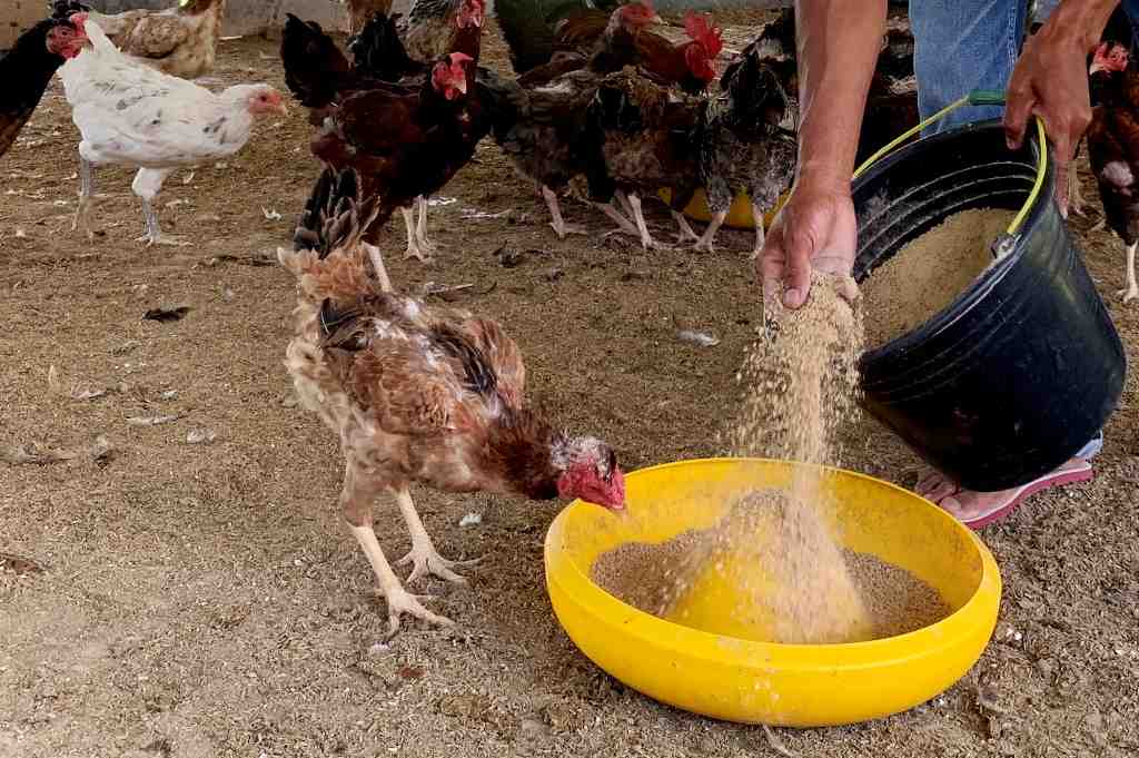 PROGRAM PEMBIBITAN AYAM KAMPUNG