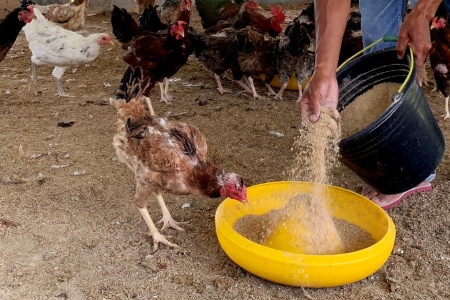 PROGRAM PEMBIBITAN AYAM KAMPUNG