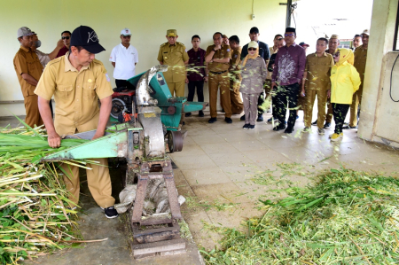 PROGRAM PENGGEMUKAN SAPI
