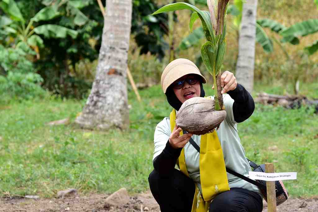 PROGRAM PEREMAJAAN TANAMAN KELAPA