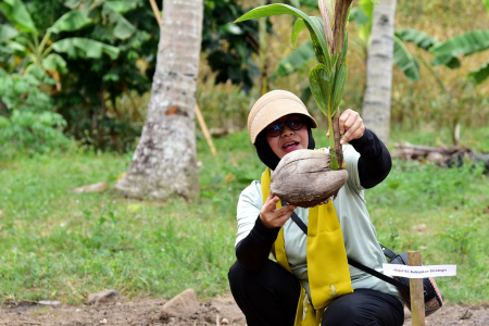 PROGRAM PEREMAJAAN TANAMAN KELAPA
