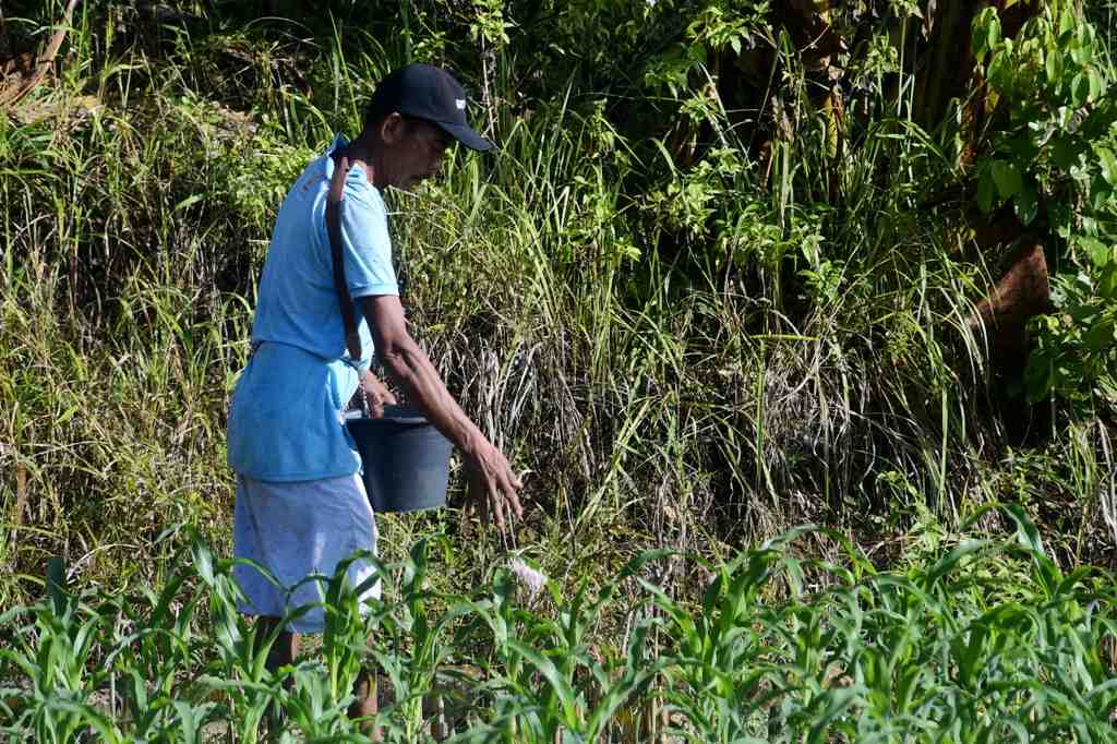 PUPUK TANAMAN JAGUNG