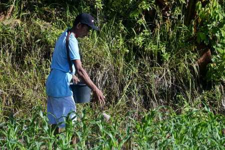 PUPUK TANAMAN JAGUNG