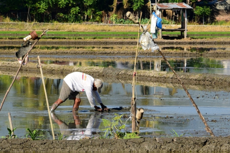 RATAKAN LUMPUR SAWAH