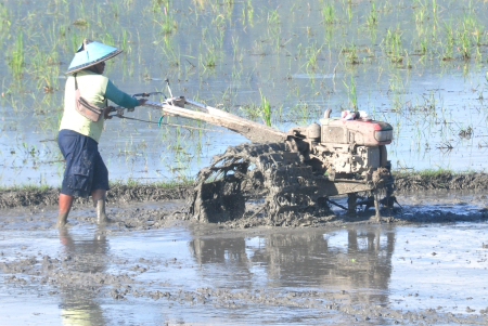 RATAKAN LUMPUR SAWAH