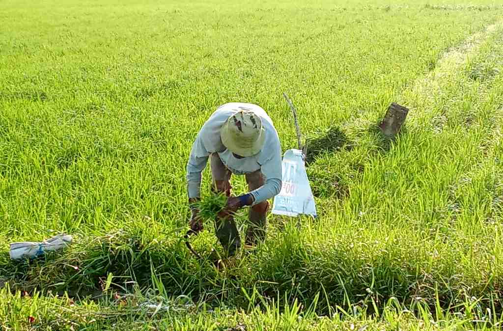 RUMPUT PAKAN SAPI