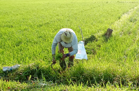 RUMPUT PAKAN SAPI