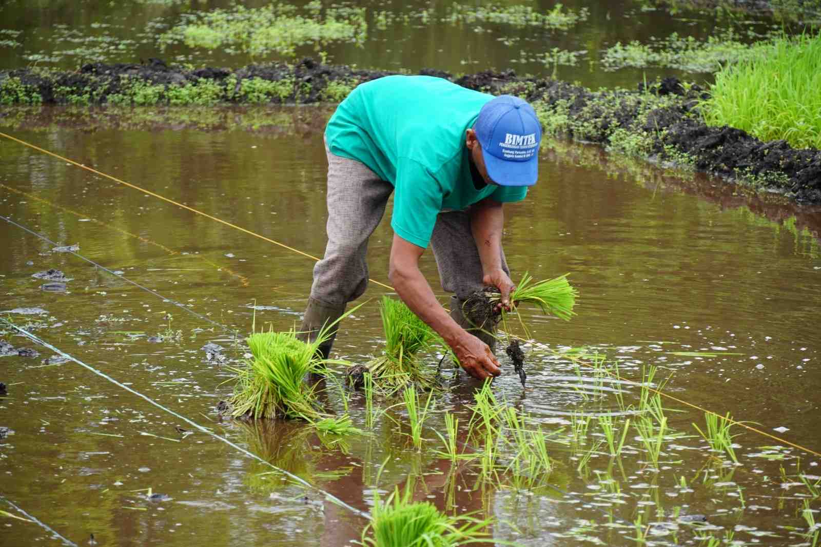 MENANAM PADI VARIETAS UNGGUL JENIS SERINDIT