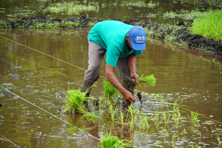 MENANAM PADI VARIETAS UNGGUL JENIS SERINDIT