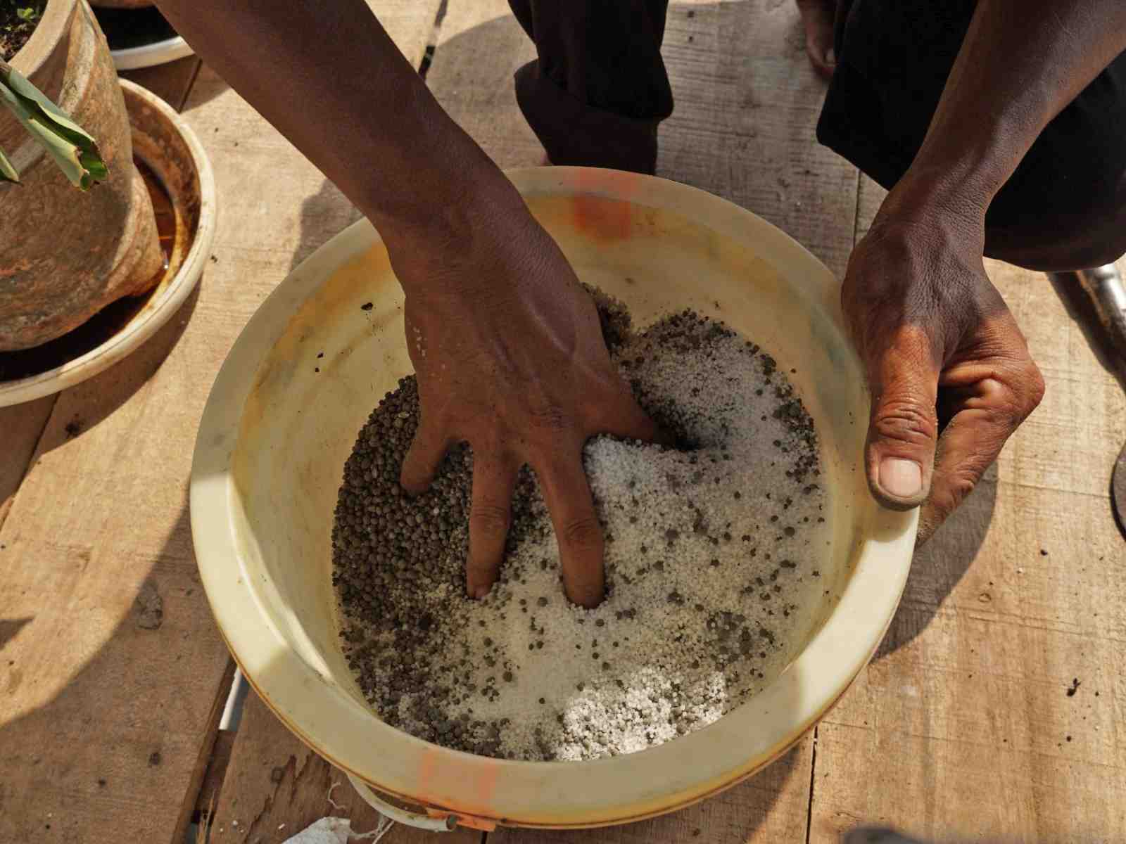 MENCAMPUR PUPUK UREA DAN PUPUK FOSFAT
