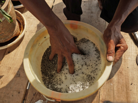 MENCAMPUR PUPUK UREA DAN PUPUK FOSFAT