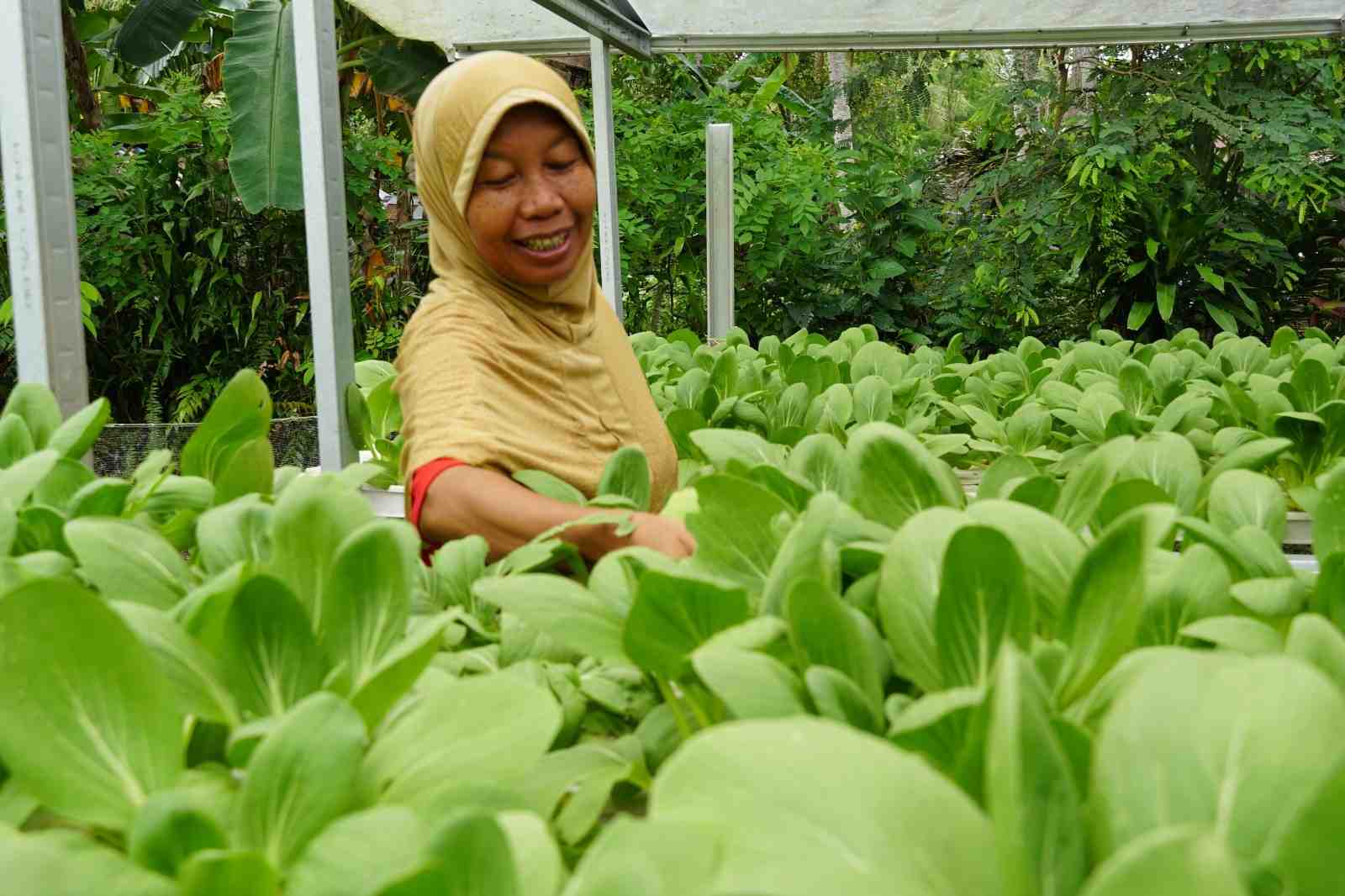 PANEN SAYUR PAKCOY