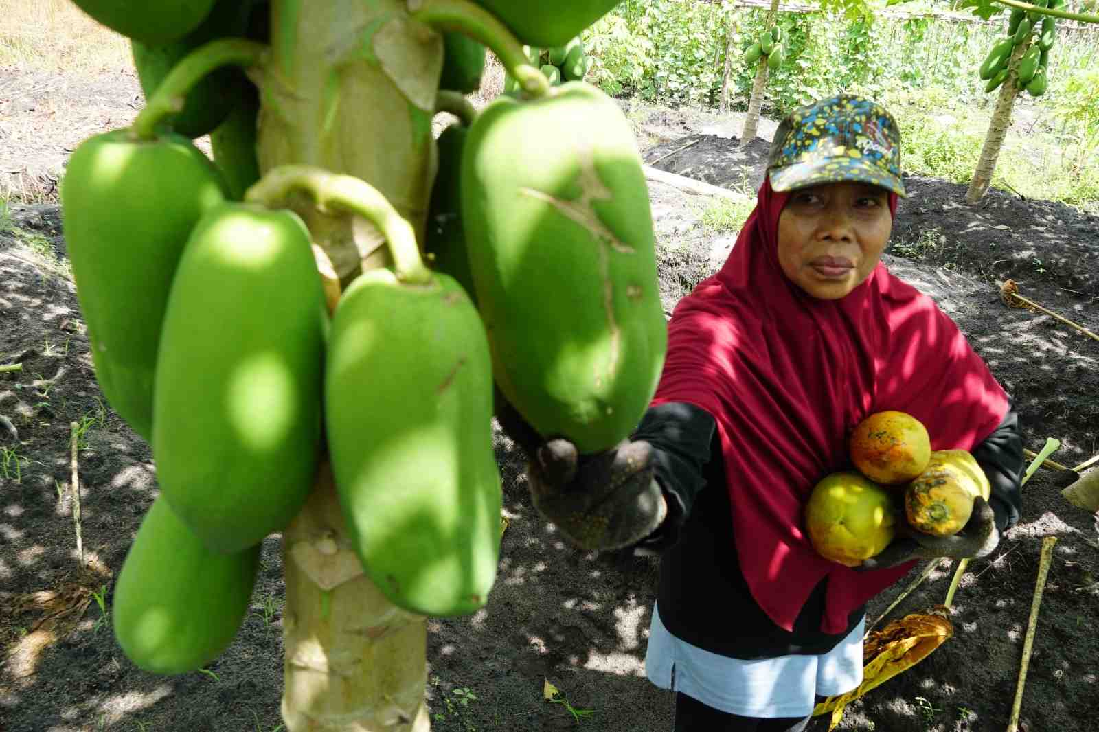 PETIK BUAH PEPAYA CALINA