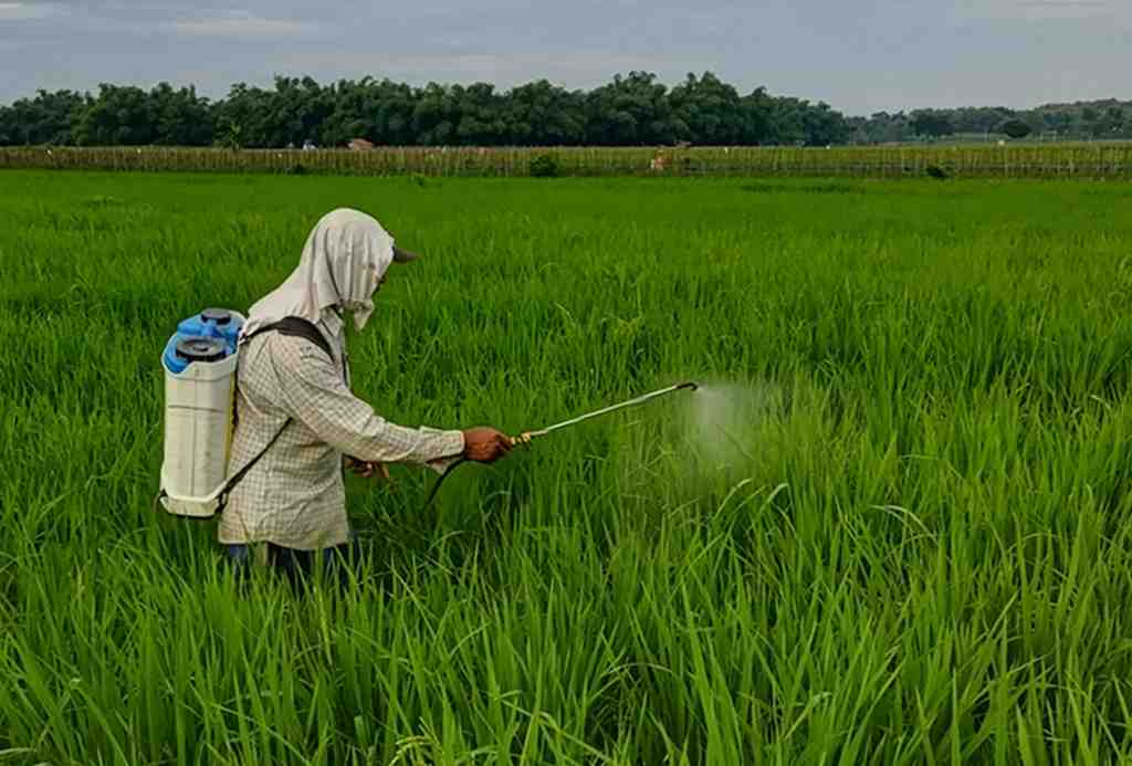 SEMPROT PESTISIDA TANAMAN PADI
