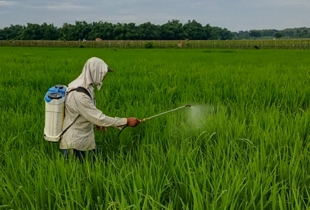 SEMPROT PESTISIDA TANAMAN PADI