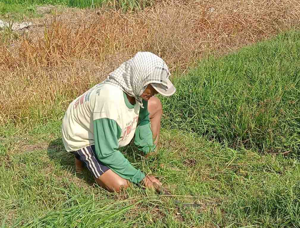 CARI RUMPUT UNTUK PAKAN TERNAK