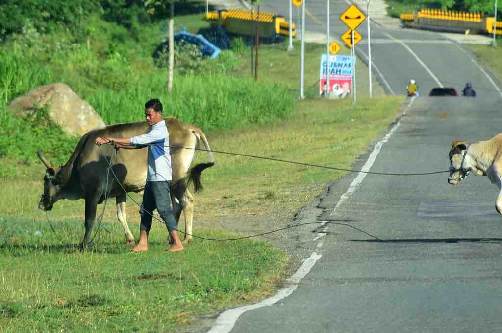 SEBERANGKAN SAPI