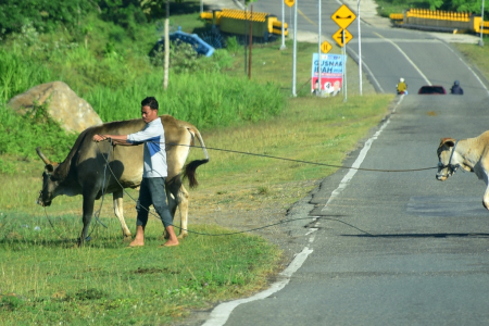 SEBERANGKAN SAPI
