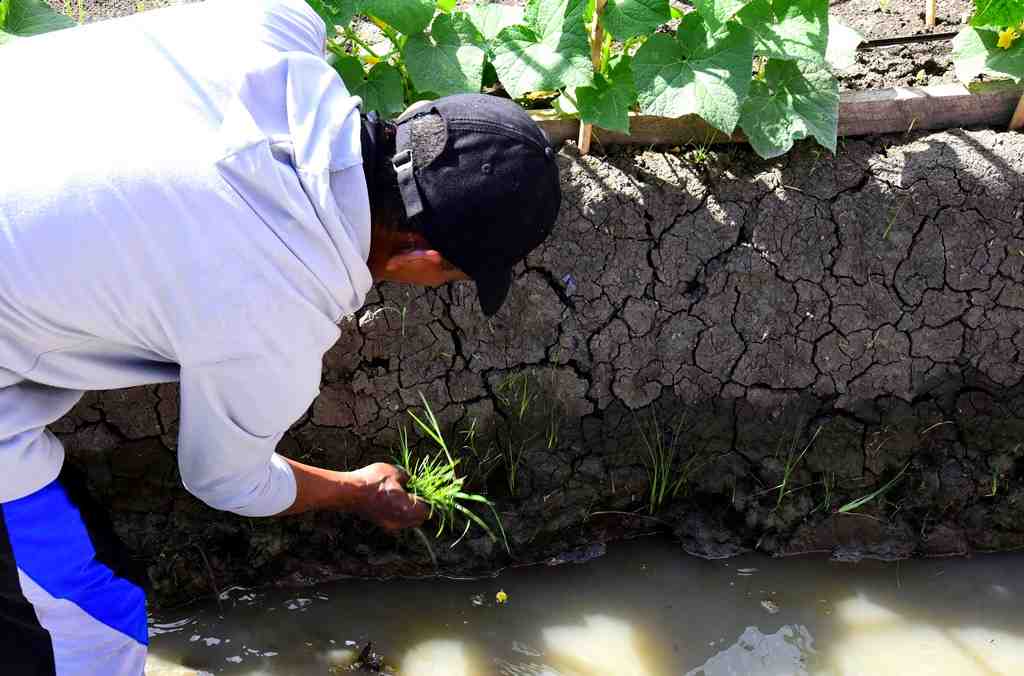 SISTEM PENGAIRAN HORTIKULTURA