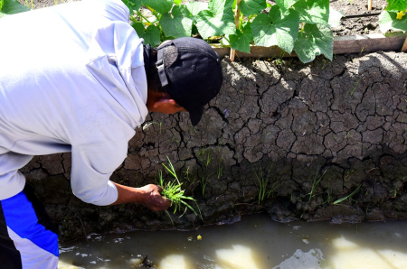 SISTEM PENGAIRAN HORTIKULTURA