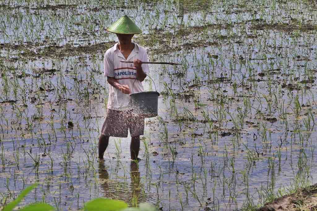 TABUR PUPUK UREA TANAMAN PADI