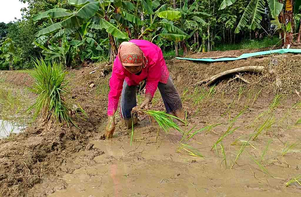 TANAM PADI DI SAWAH DESA NGAMPEL