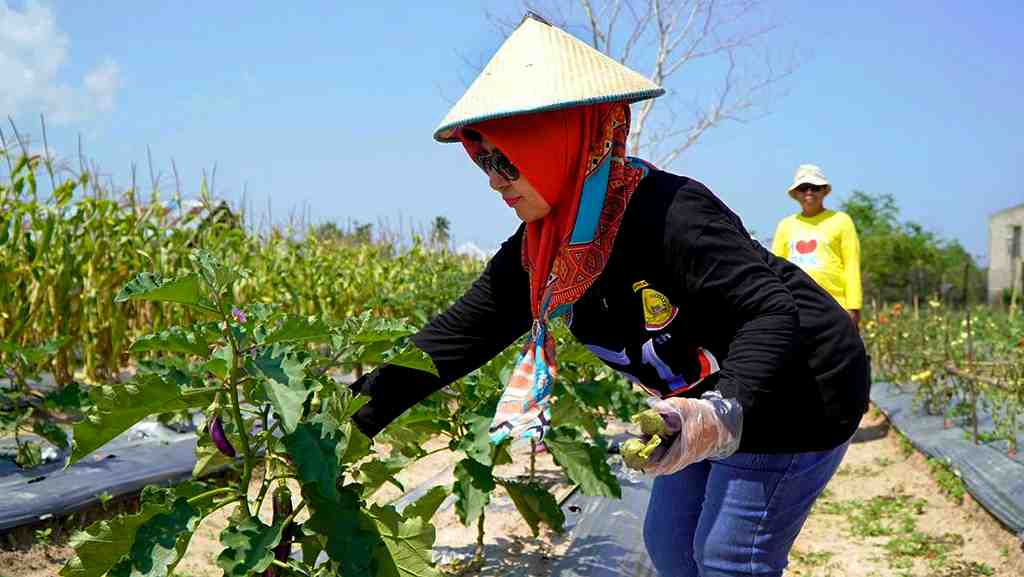 MEMANEN BUAH TERONG UNGU