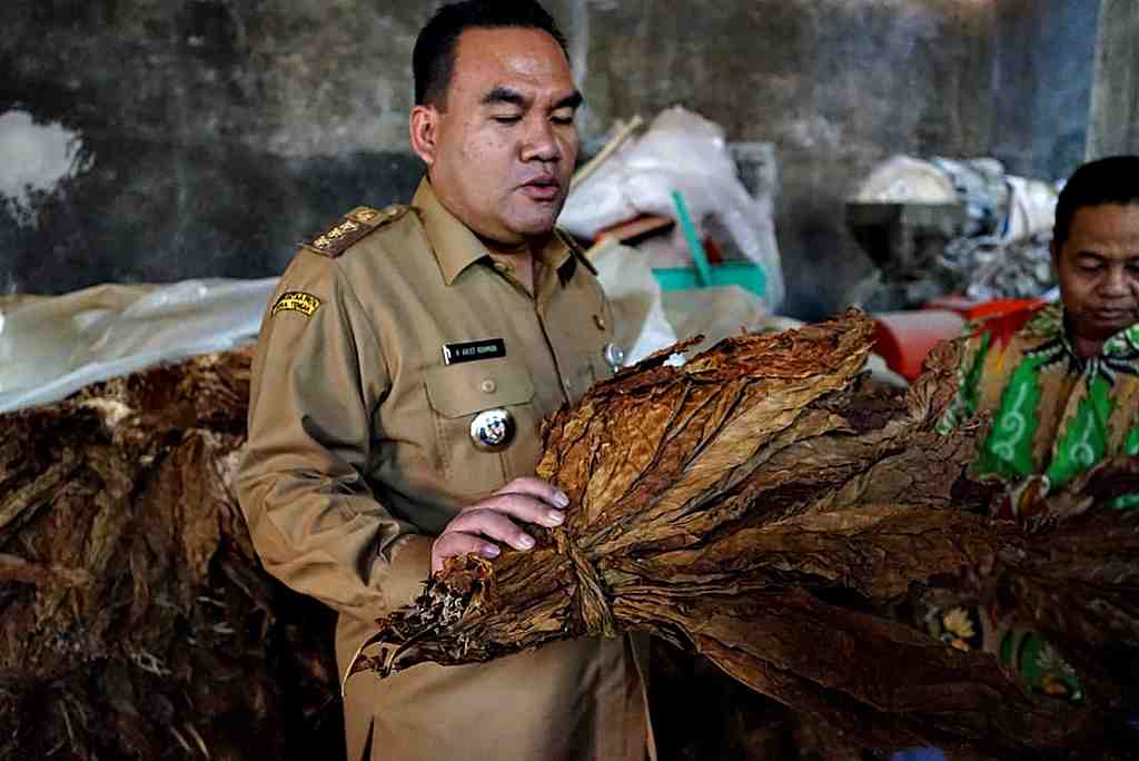 TINJAU KUALITAS PANEN TEMBAKAU di BLORA