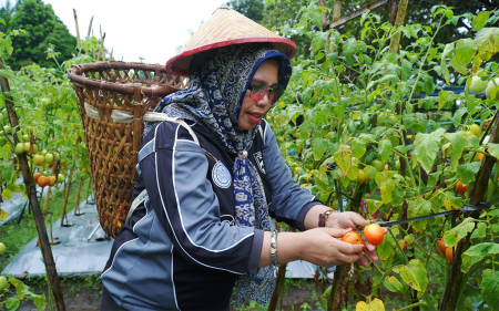 PETIK BUAH TOMAT