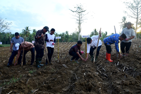 TANAM JAGUNG SAMBUT PENAS