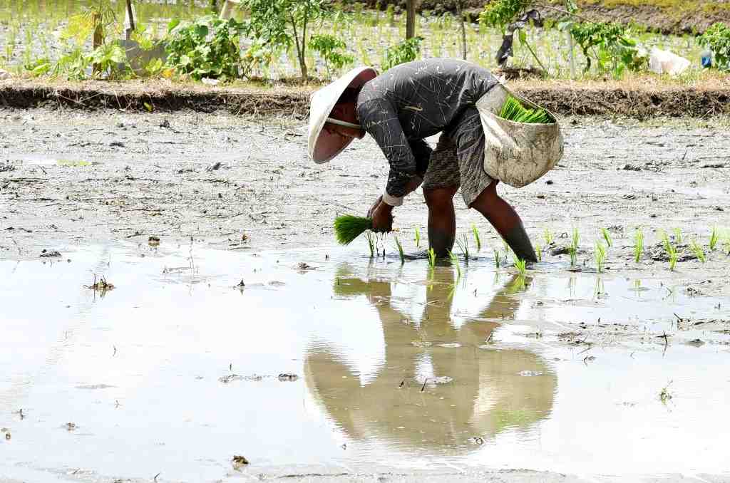 TANAM PADI SAWAH
