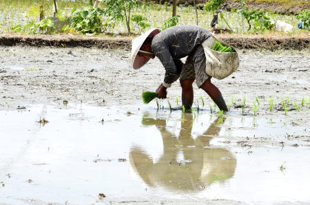 TANAM PADI SAWAH