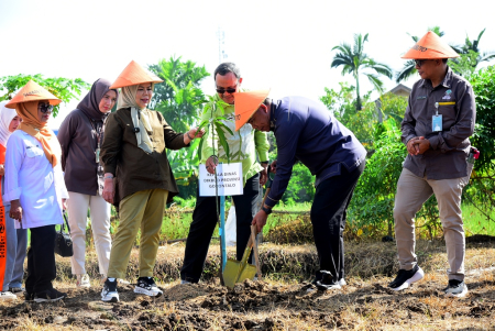 TANAM POHON MANGGA