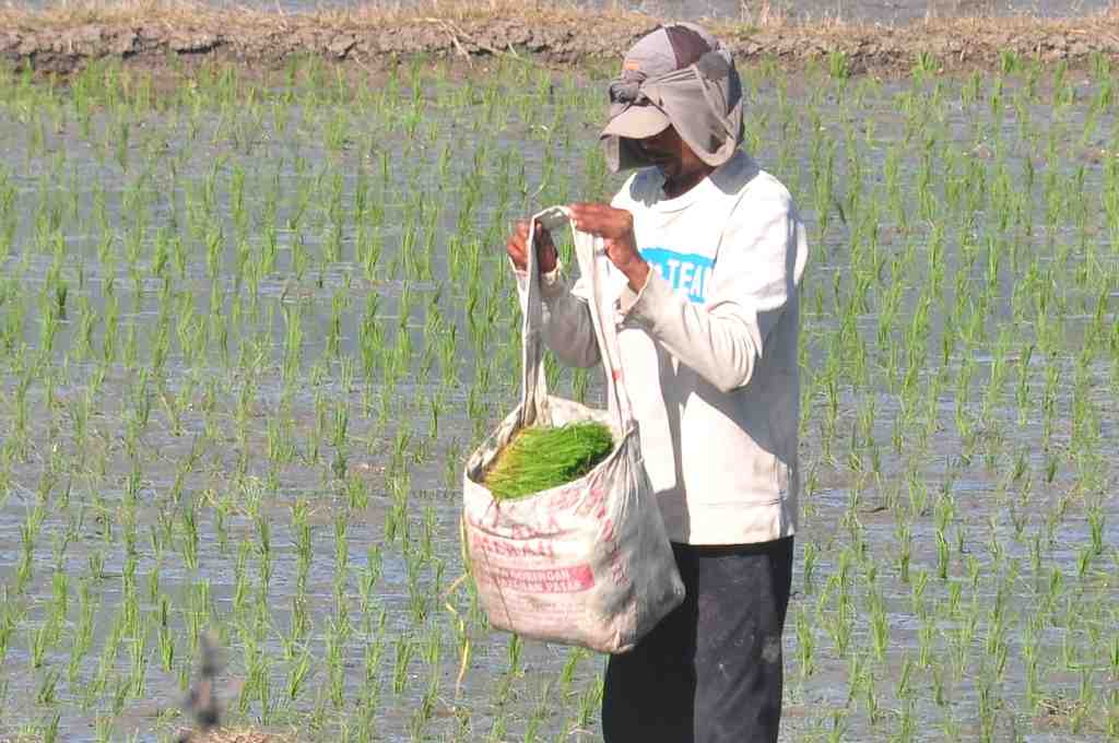 TAS BIBIT PADI