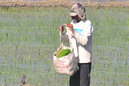 TAS BIBIT PADI