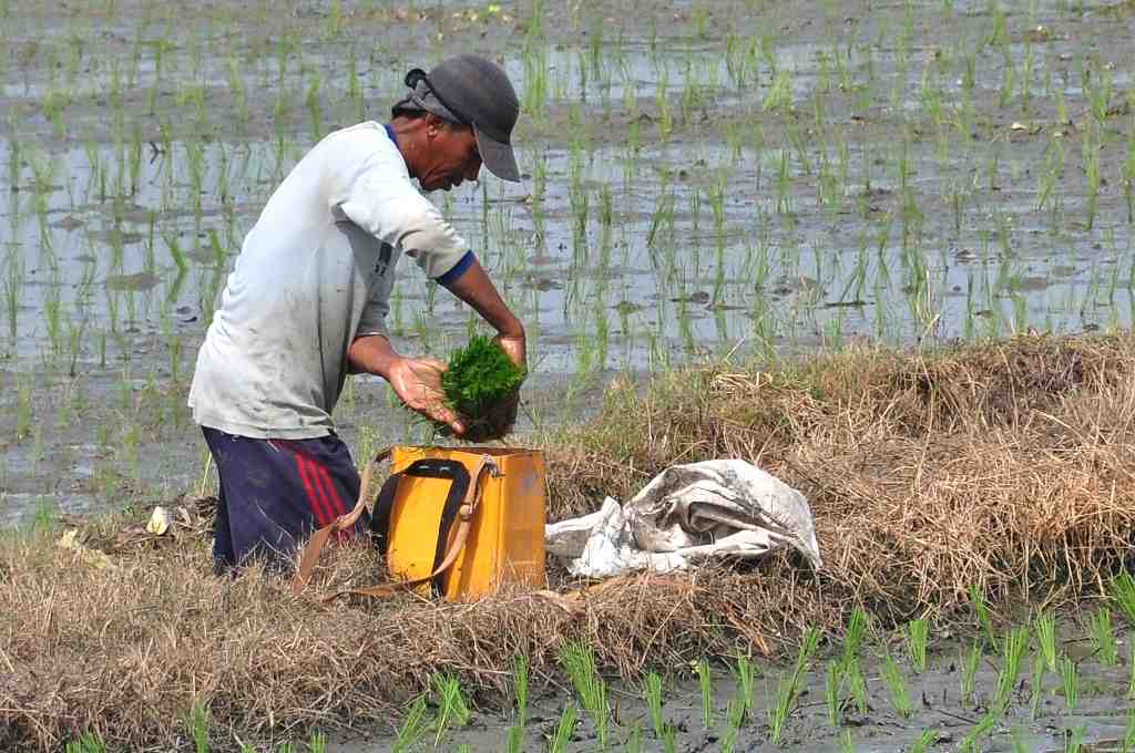 TAS BIBIT PADI