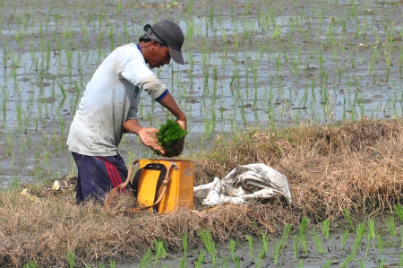 TAS BIBIT PADI