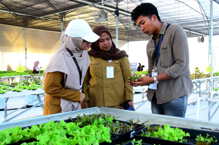 TEKNIK PEMBENIHAN SELADA
