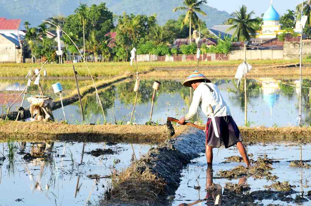 TIMBUN PEMATANG SAWAH
