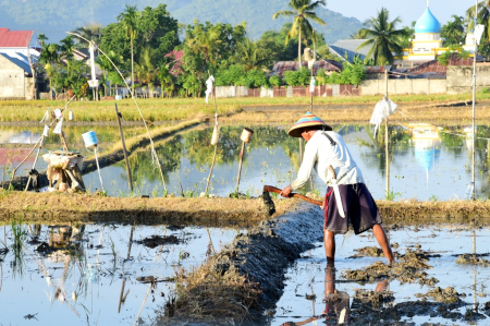 TIMBUN PEMATANG SAWAH
