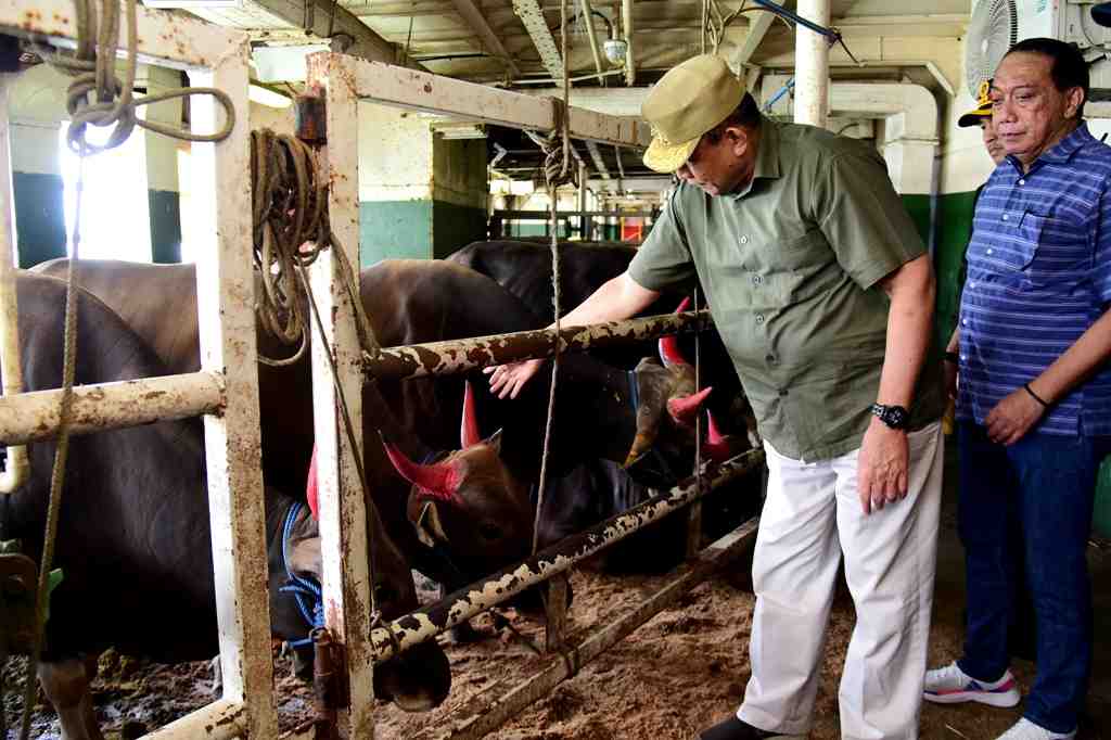 TINJAU PENGIRIMAN SAPI