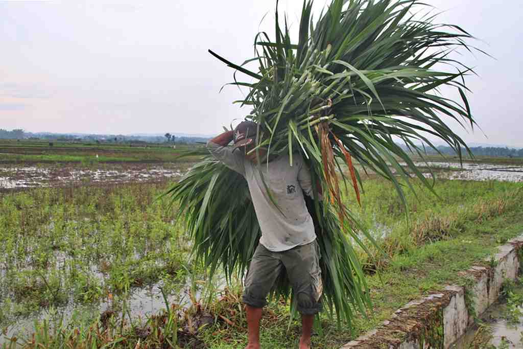 USUNG RUMPUT PAKAN TERNAK