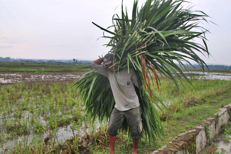 USUNG RUMPUT PAKAN TERNAK