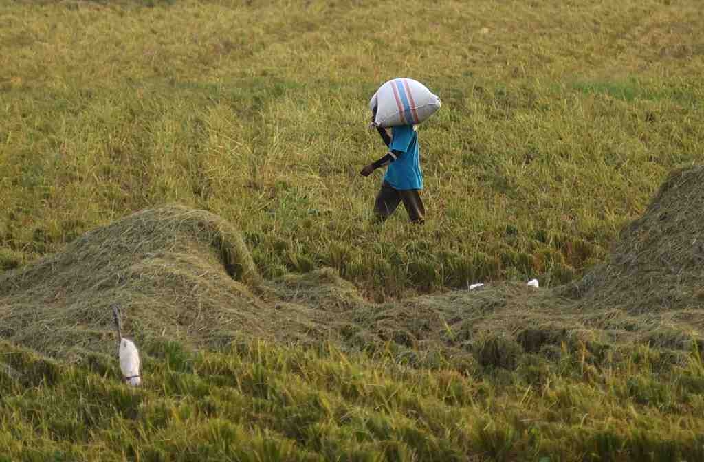UPAH BURUH TANI