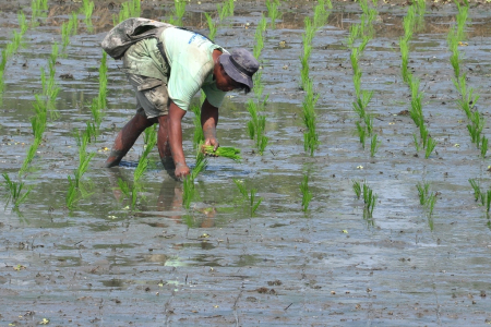 UPAH BURUH TANI