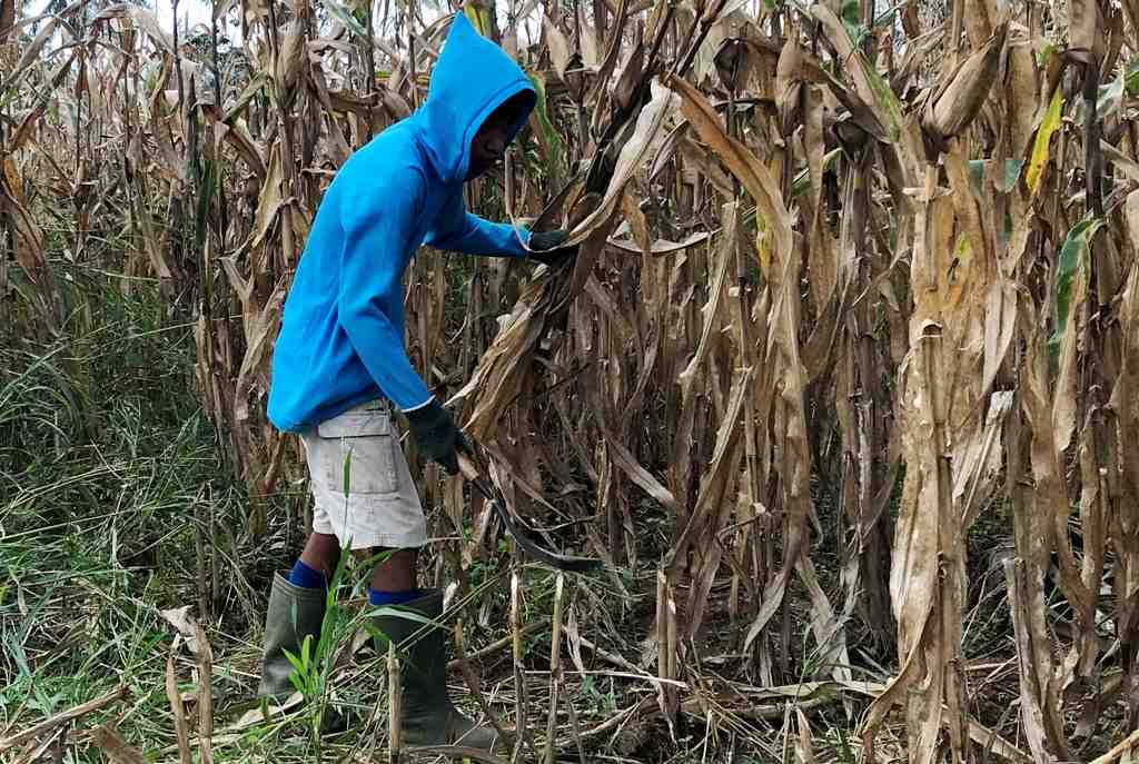 UPAH BURUH TANI JAGUNG