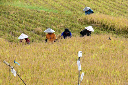 UPAH BURUH TANI